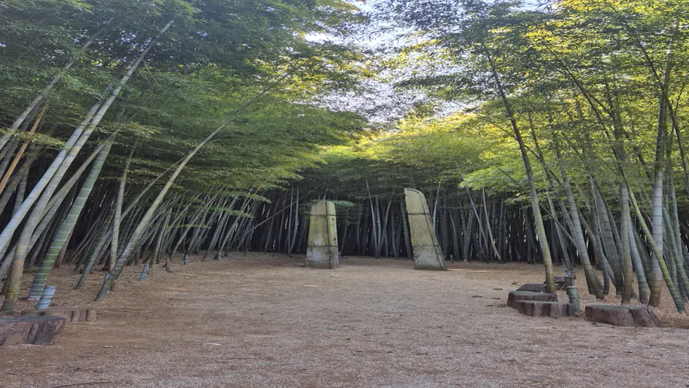 Ahopsan bamboo forest near Busan